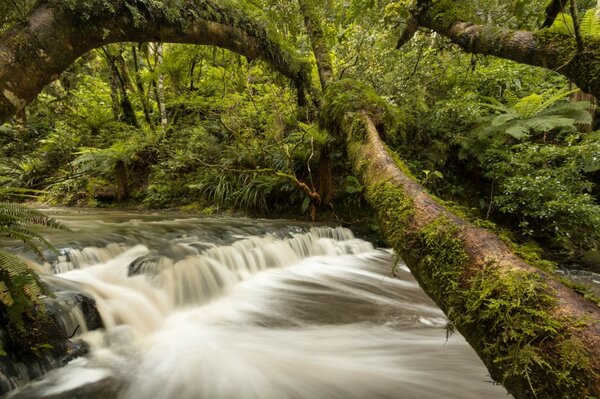 Kaskadenfluss in Neuseeland