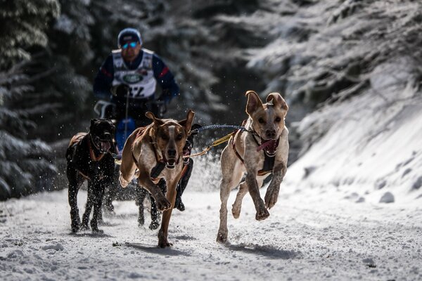 Sport sul cane da corsa