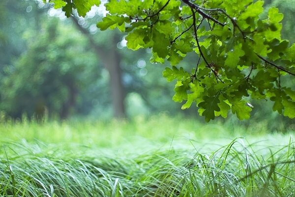 Ramo di quercia sopra l erba verde