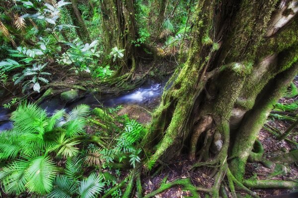 Plantas y árboles interesantes de Australia en Queensland