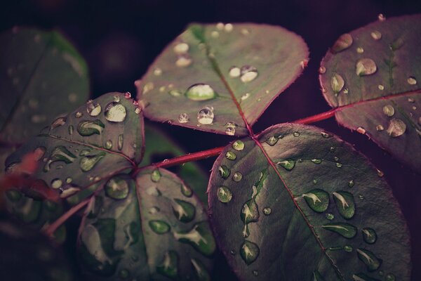 Hojas después de la lluvia bajo macro tiro