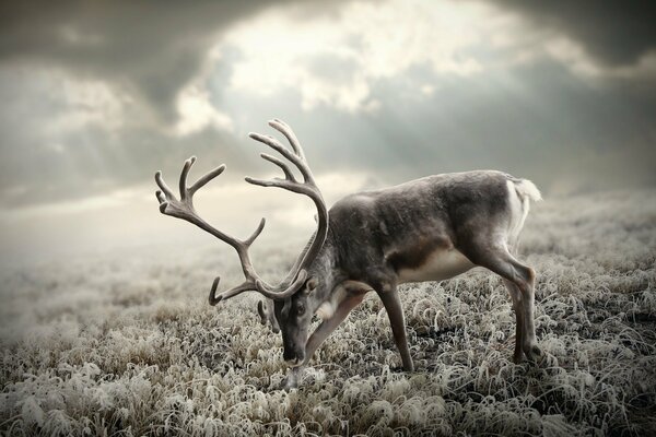 A deer in the frost is looking for