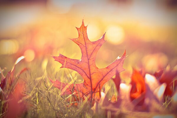 Herbstgras und Blätter mit Unschärfeeffekt