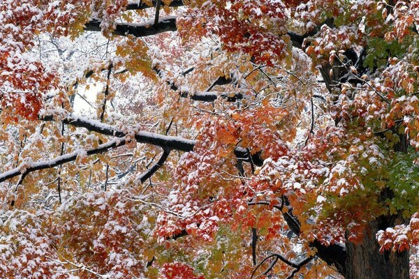 Feuilles d automne sous la première neige