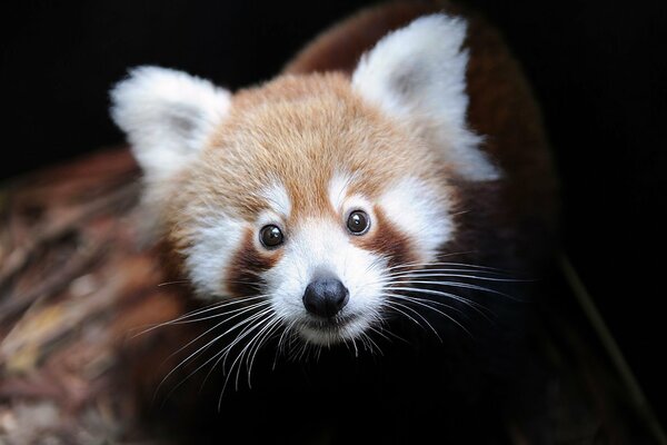 Kleiner und neugieriger roter Panda