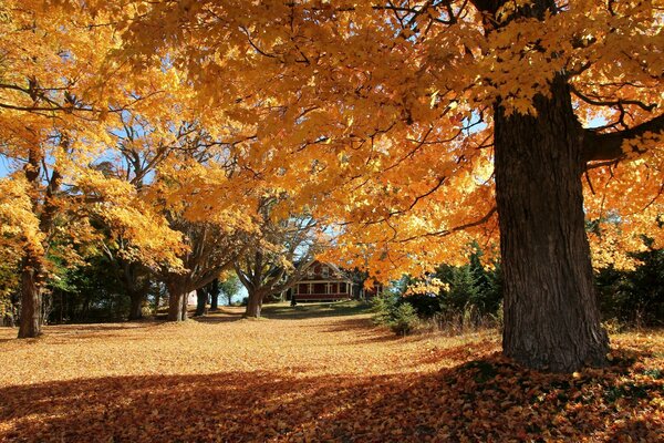 Eyes charm. Autumn time