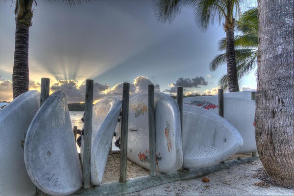 Sports surfboards next to palm trees