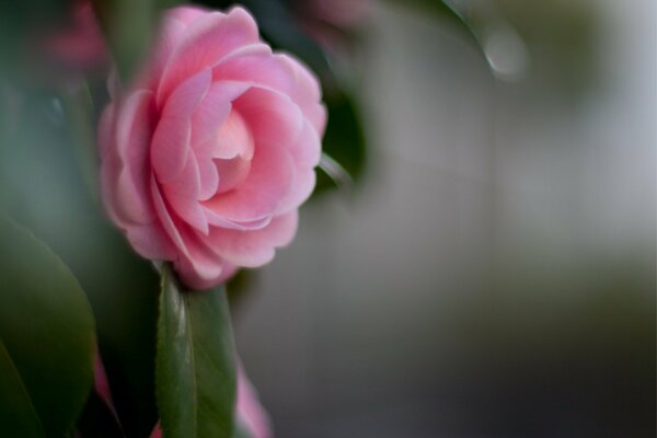 Camelia con pétalos sobre fondo borroso