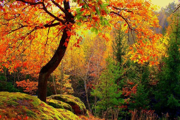 Paisaje otoño, bosque dorado 