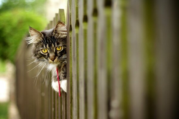 A beautiful cat is carefully watching over the fence