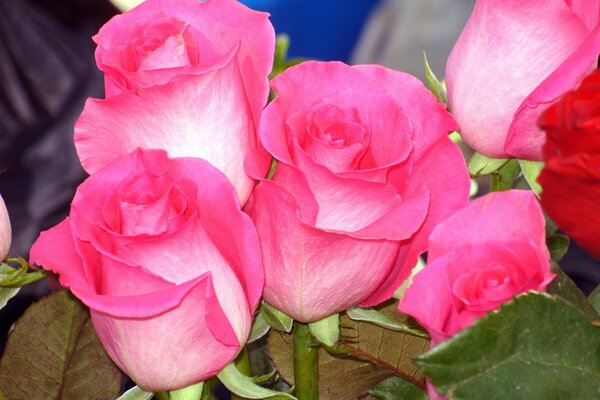 Bouquet de capullos de rosa de cerca