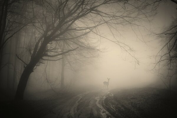 Foggy road and fallow deer on the way