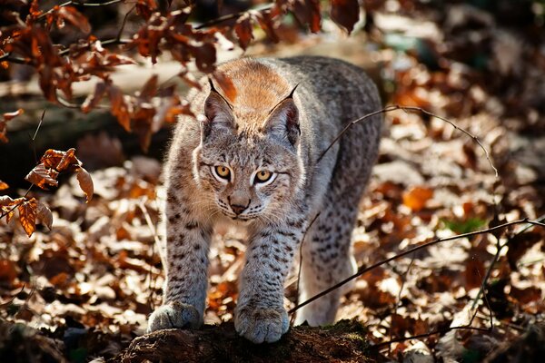 A huge lynx stalks through the autumn foliage