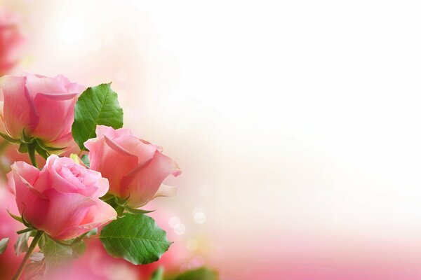 Bouquet di rose rosa chiaro per la persona amata