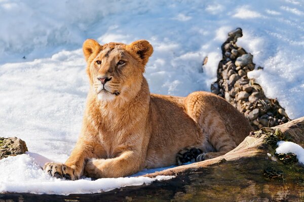 A young lion is lying in the snow