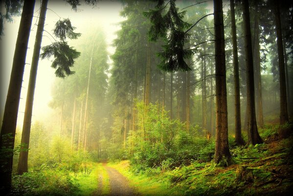 Malerische Straße im Wald durch den Nebel