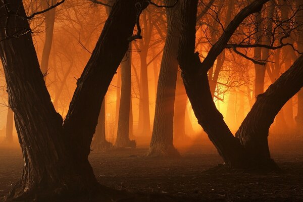 Parco cittadino notturno alla luce delle lanterne