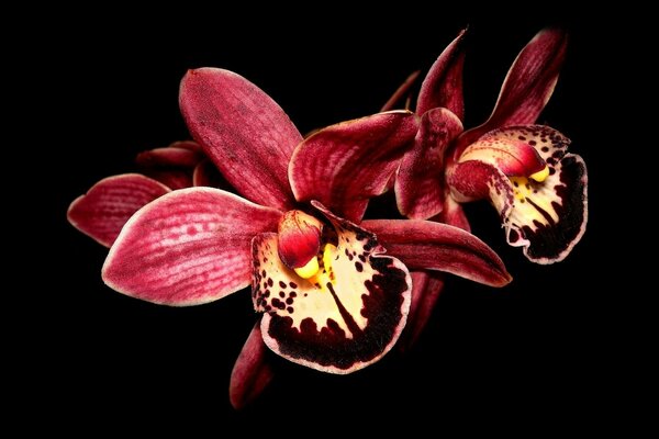 Orchidées rouges sur fond noir