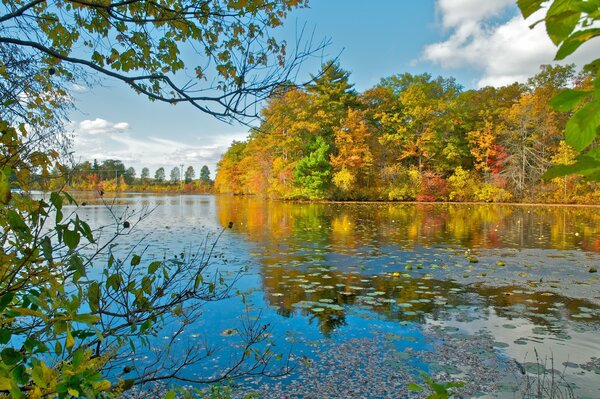 Autumn landscape by the lake , trees in autumn decoration