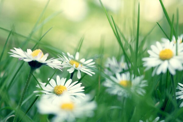 Weiße Gänseblümchen im grünen Feld