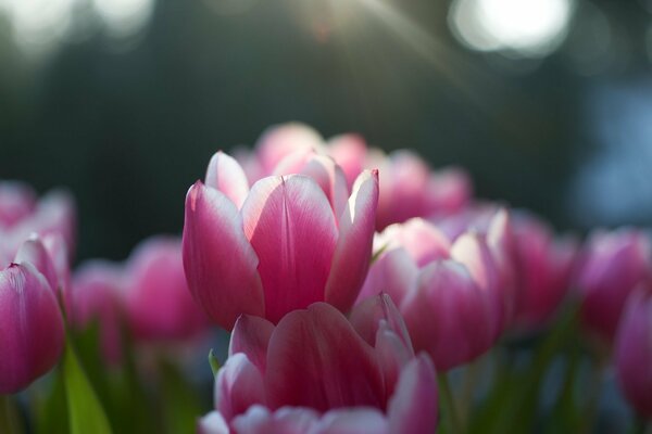 Tulipani rosa in un campo di fiori