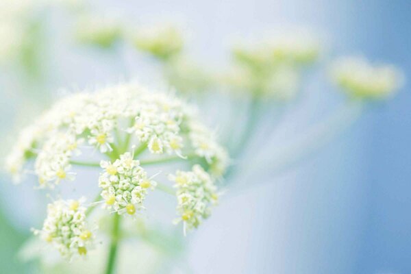 A beautiful plant like an umbrella on a blue background