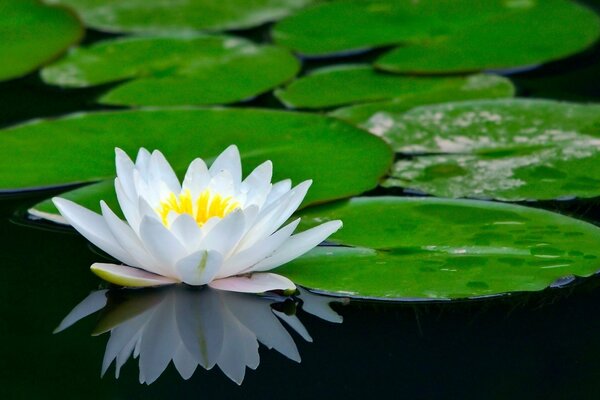 Flor de lirio de agua en el estanque