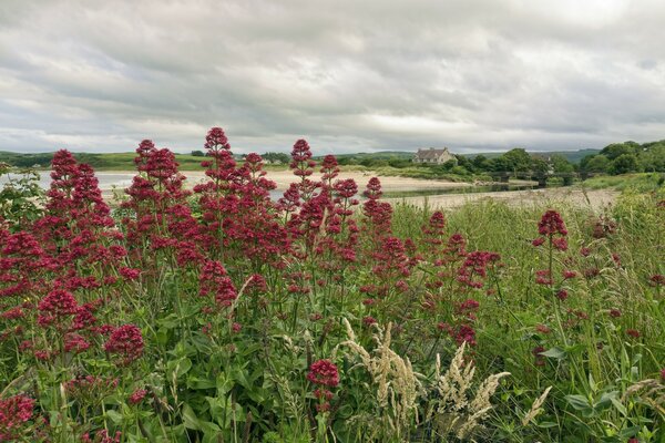 Hermosas flores silvestres en los campos de Irlanda del Norte del Condado de Antrim