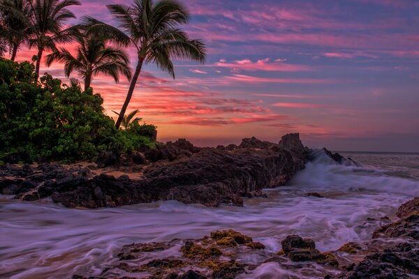 Night storm stirs tropical palm trees