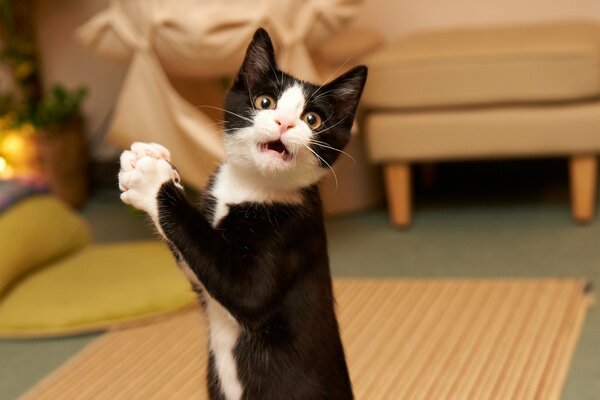 The surprised expression of the muzzle of a black and white cute cat