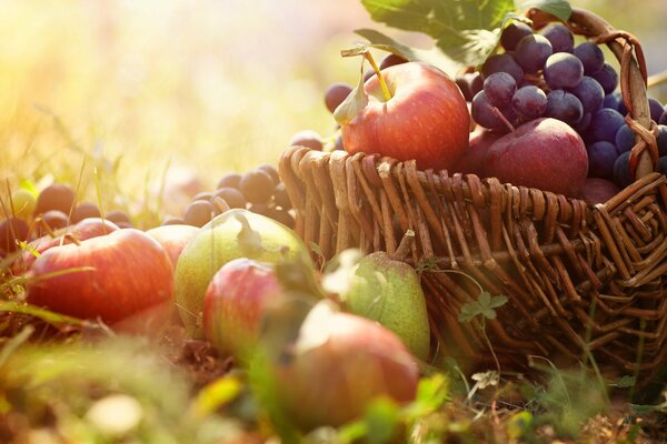 Obstkorb mit Äpfeln und Trauben auf dem Rasen