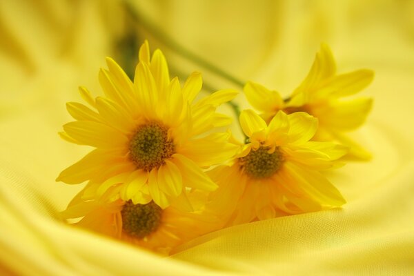 Yellow flowers on a yellow background