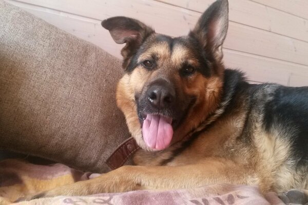 A dog similar to Mukhtar is lying on the sofa