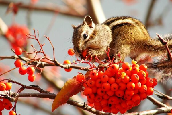 Chipmunk banchetta con bacche di sorbo su un ramo