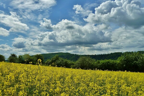 Schöne Landschaft. Wildblumen und Himmel mit Wolken