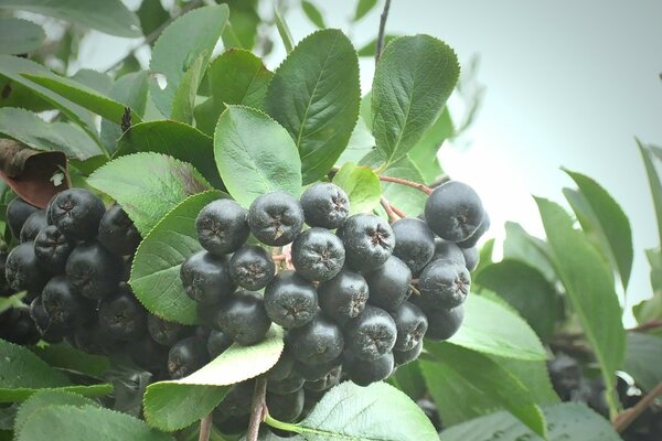 Black mountain ash. A bunch of mountain ash