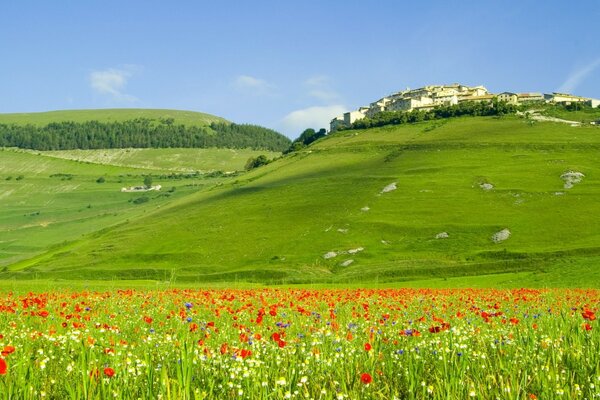 Ein Feld mit Mohnblumen, das die Toskana im Hintergrund hat