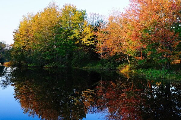 Autumn trees beautifully reflected in the lake