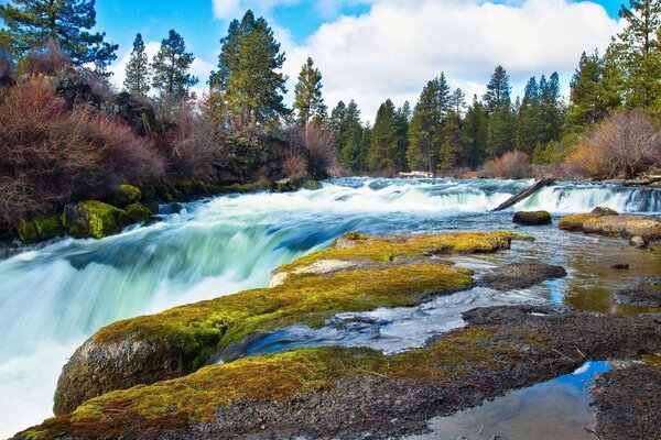 Waterfall framed by tall trees