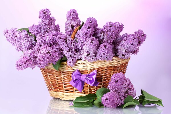 A bouquet of lilacs in a basket with a bow