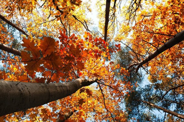 Blick von innen nach oben auf den Herbstwald