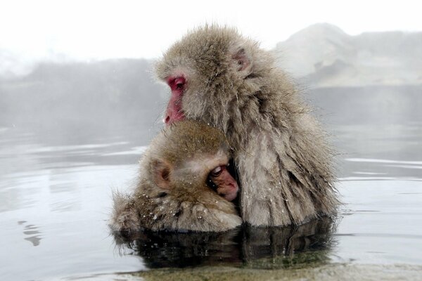 Baby und Mutter Affe im Wasser