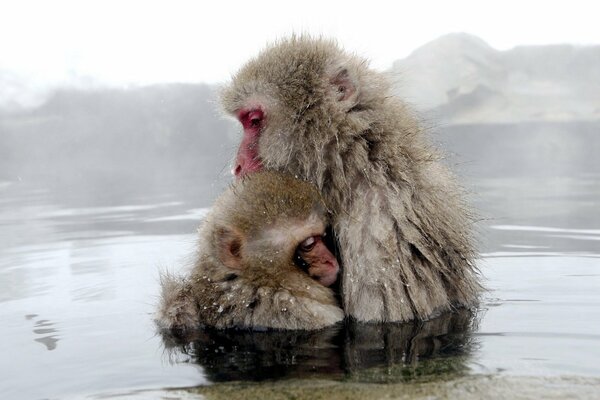 Baby and mom monkey in the water