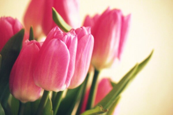 Pink tulips on a beige background