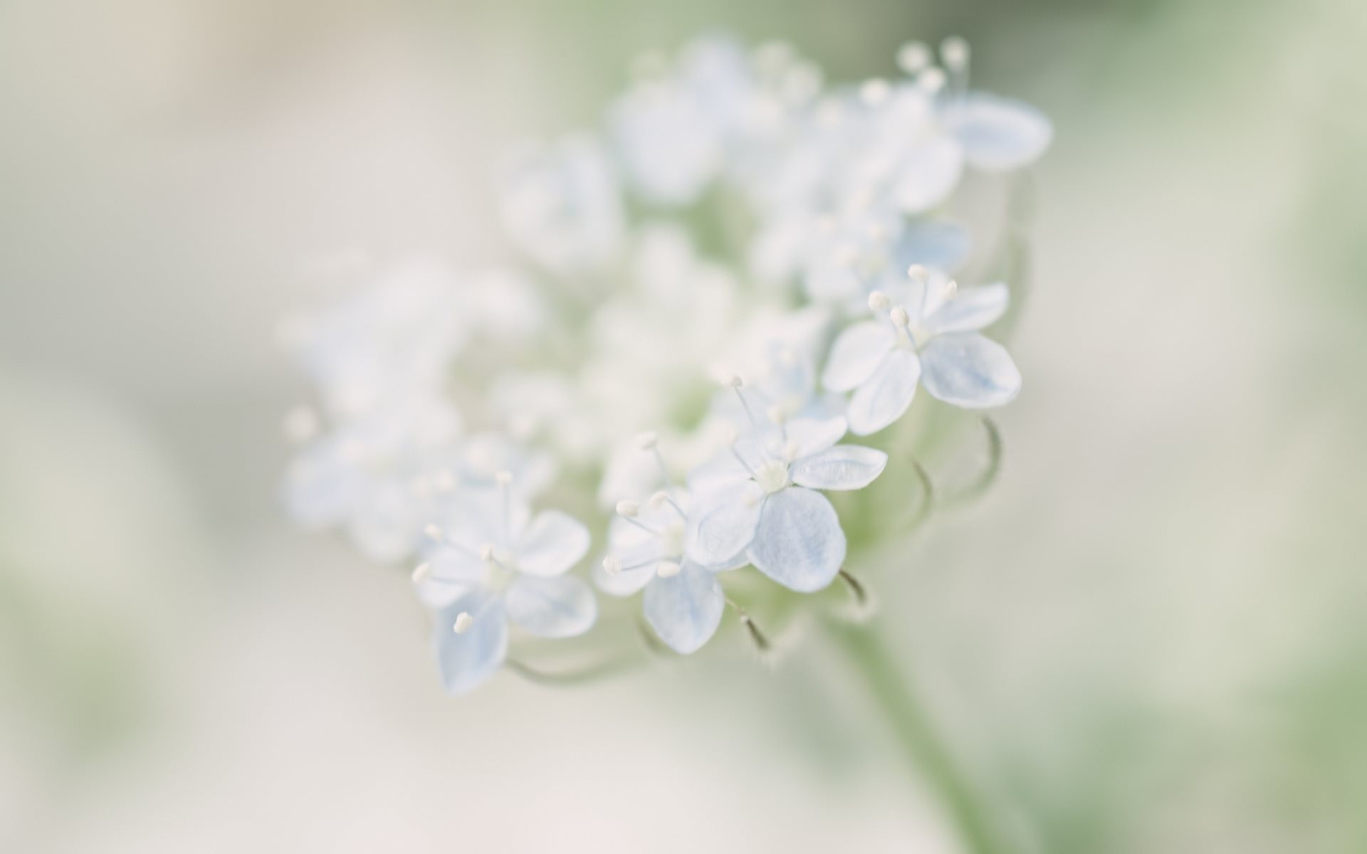 blur blue gently trachymene wallpaper flowers close up