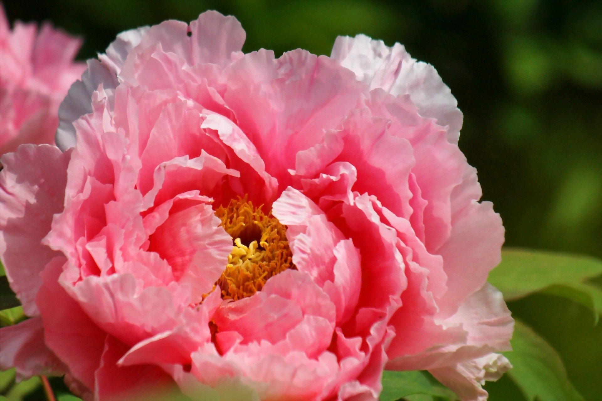 close up flower peony petals nature