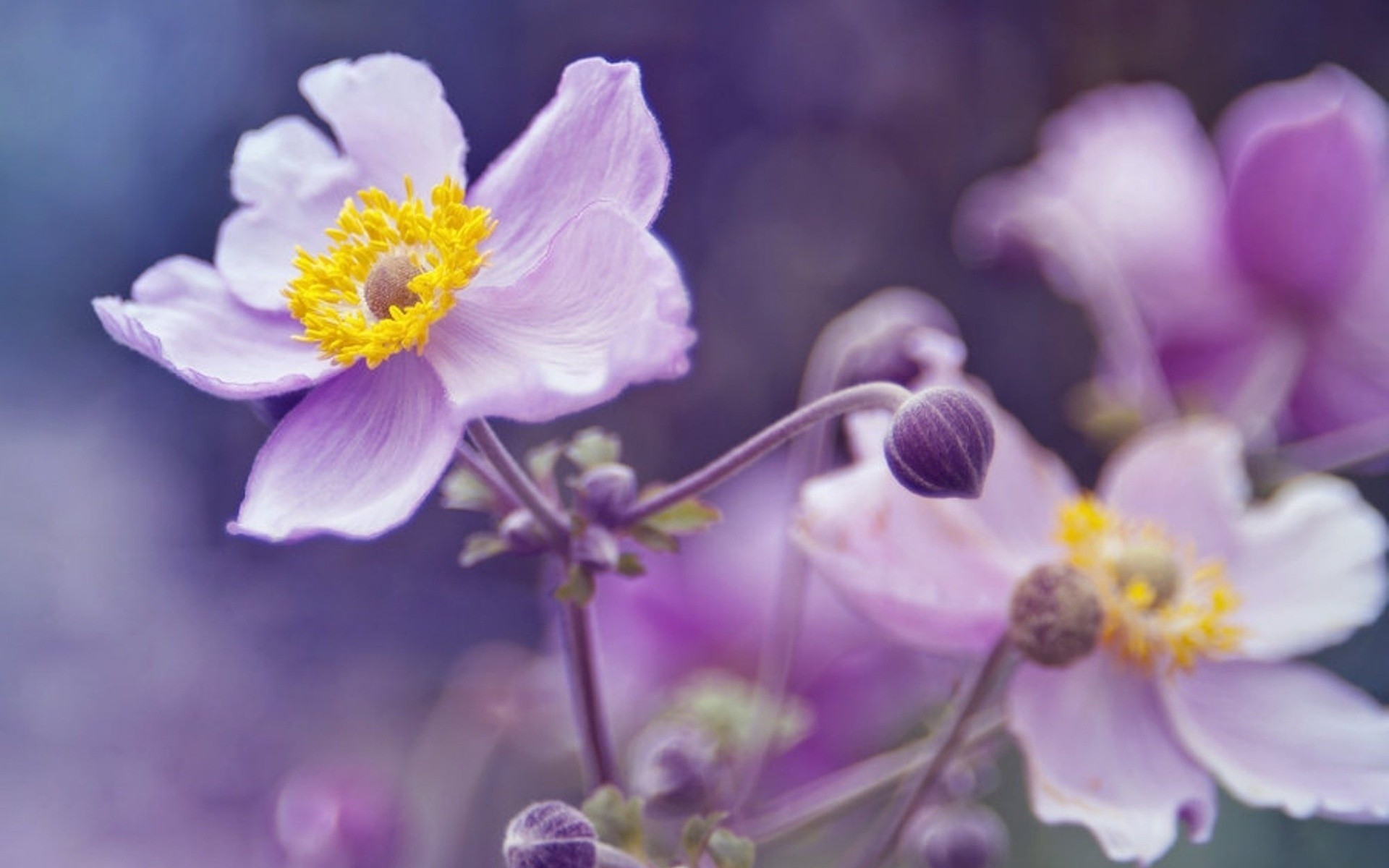 purple flower blur