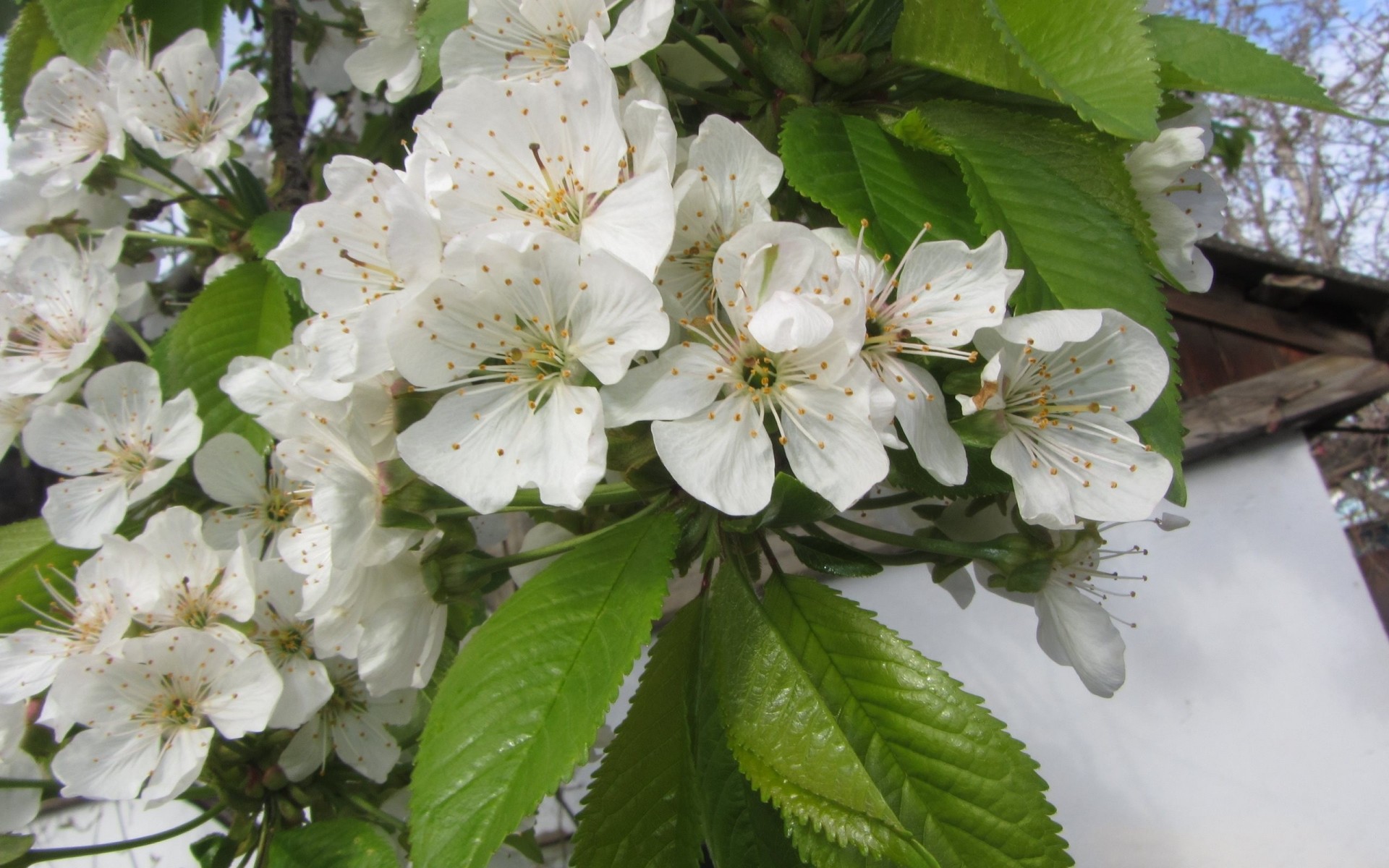 blumen sakura frühling makro