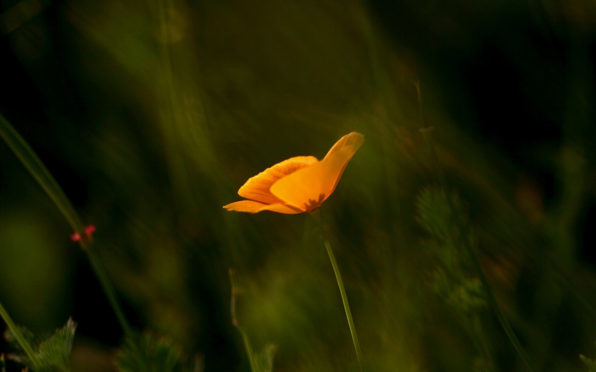 california naranja desenfoque desenfoque amapola macro enfoque