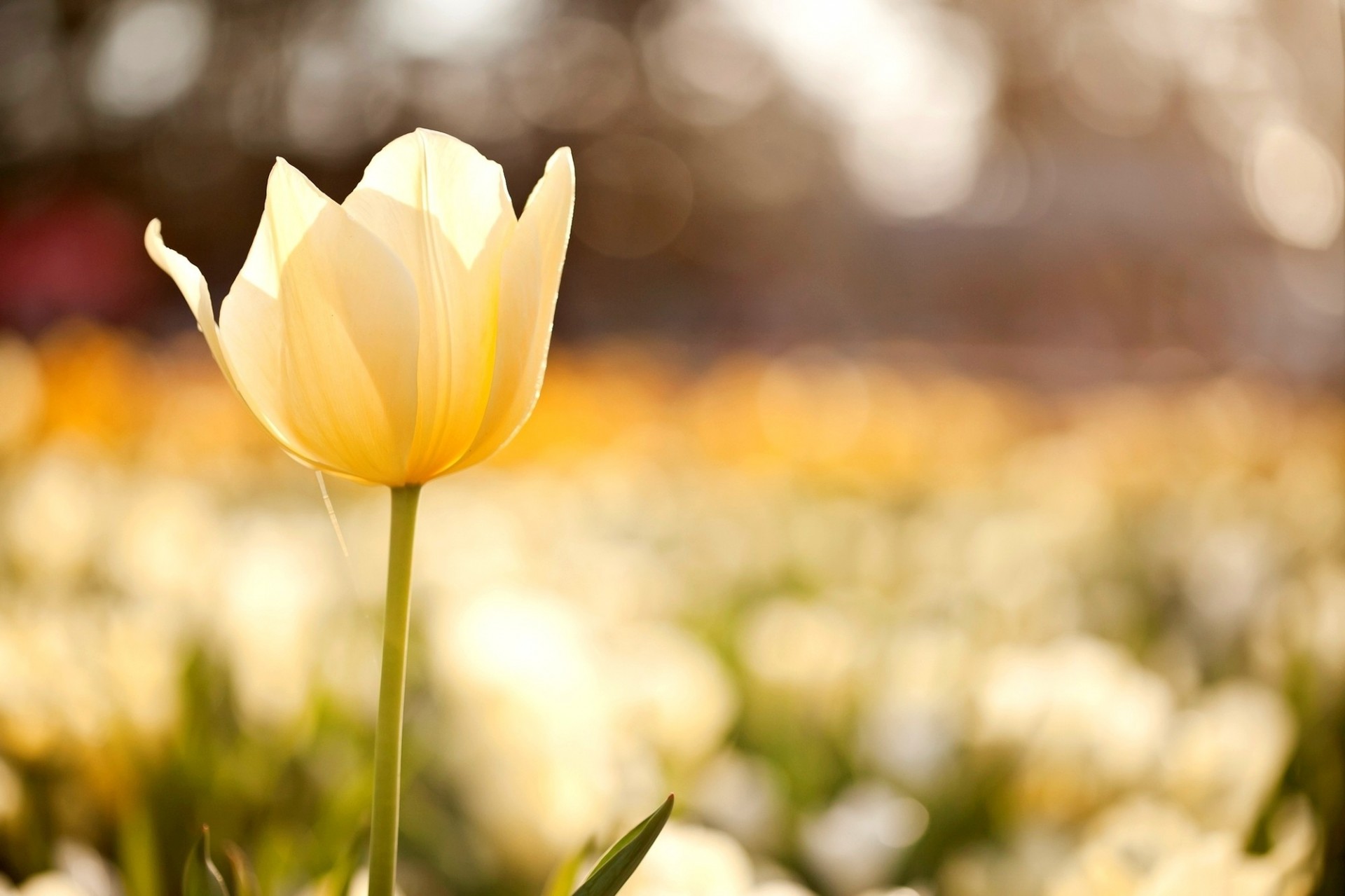 blume tulpe natur bokeh blumen unschärfe gelb makro feld zitrone